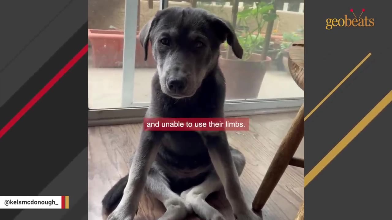 A dark grey puppy sits on a wooden floor with its hind legs splayed outward, illustrating the physical effects of Swimmer Puppy Syndrome.