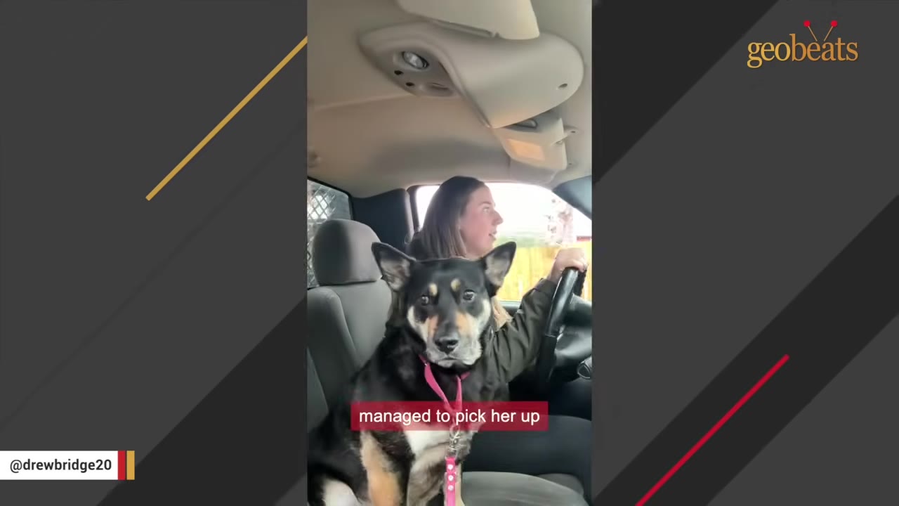 A black and tan dog with a pink collar sits in the passenger seat of a car while a woman drives.