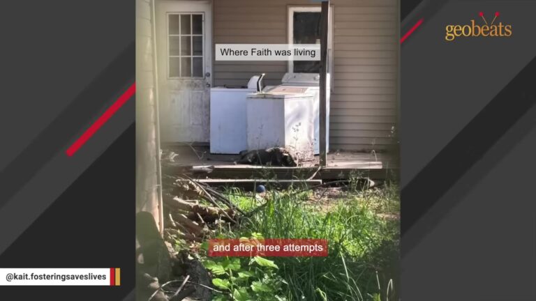 Michigan Dog Spent 18 Months Alone In The Yard While Another Dog Was Allowed To Live Inside
