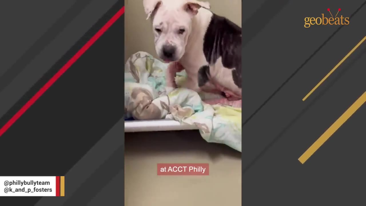 A white and black dog named Zara stands on a cot with blankets inside a shelter, with a subtitle reading 'at ACCT Philly'.