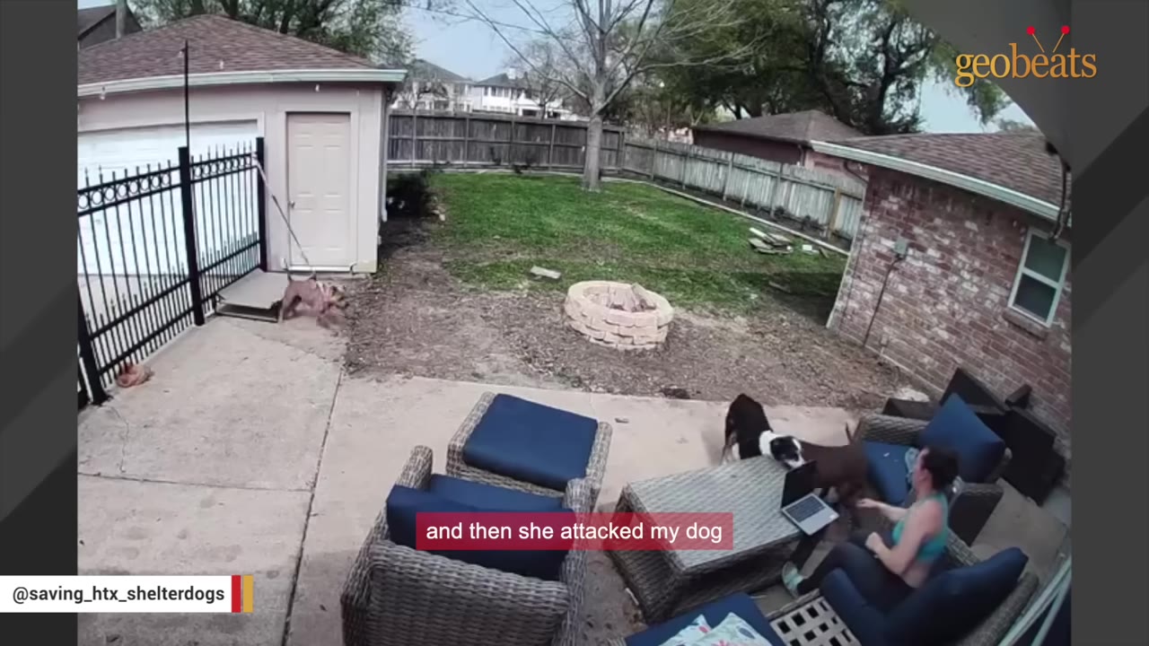 A security camera view of a backyard patio where a brown dog is lunging at a black and white dog near a woman sitting in a patio chair.