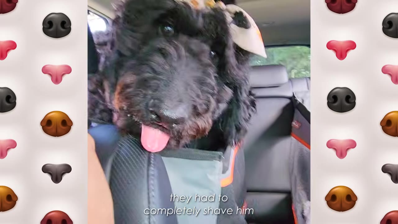 A black curly-haired dog with a bandana on its head sits in the back seat of a car, with its tongue sticking out, under the subtitle 'they had to completely shave him'.