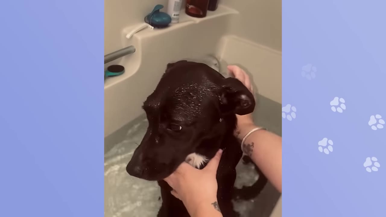 A wet black dog with a white patch on its chest is being bathed in a bathtub by a person whose hands are visible.