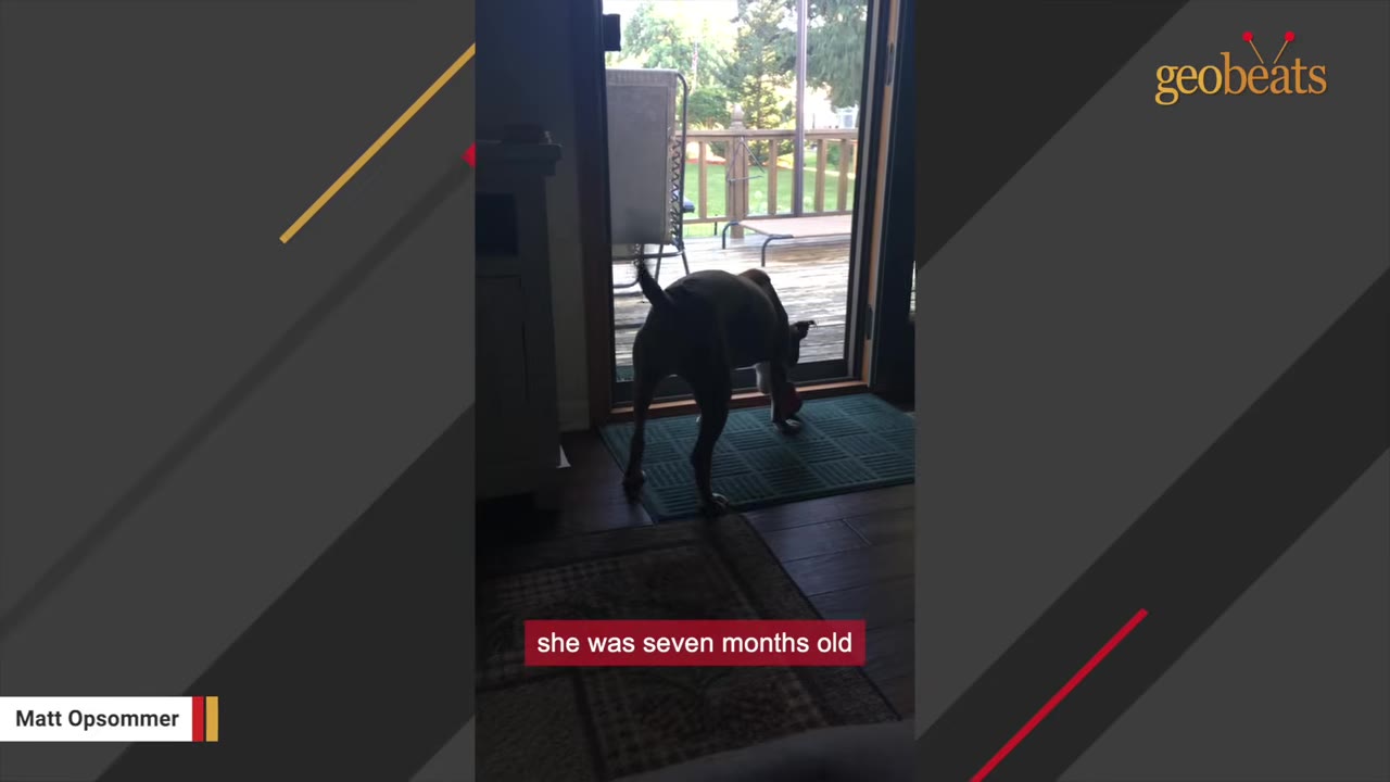 A young brown and white dog stands inside by a glass door looking out onto a wooden deck, with a caption reading 'she was seven months old'.