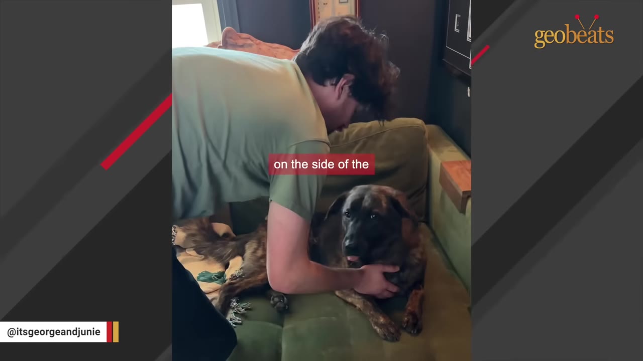 A man in a green t-shirt leans over a brindle dog lying on a green couch, gently holding the dog's neck.