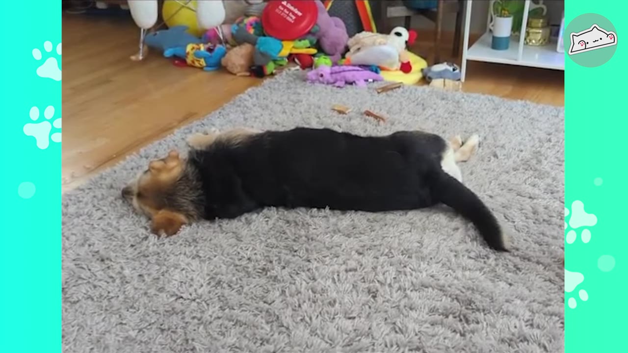 A small black and tan puppy lies flat on its stomach on a fluffy grey rug, surrounded by toys in the background.