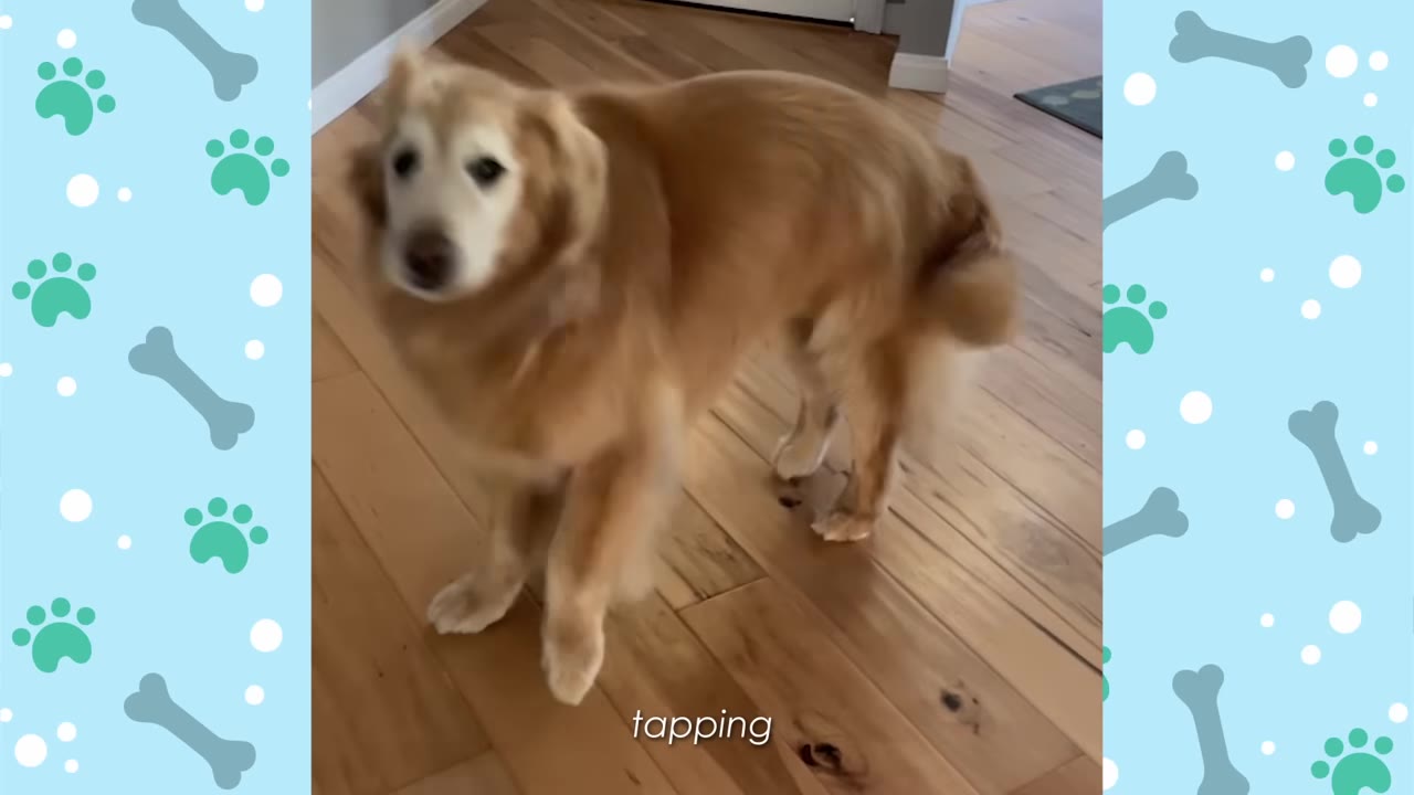 A golden retriever stands on a wooden floor, lifting its front paws in a tapping motion.