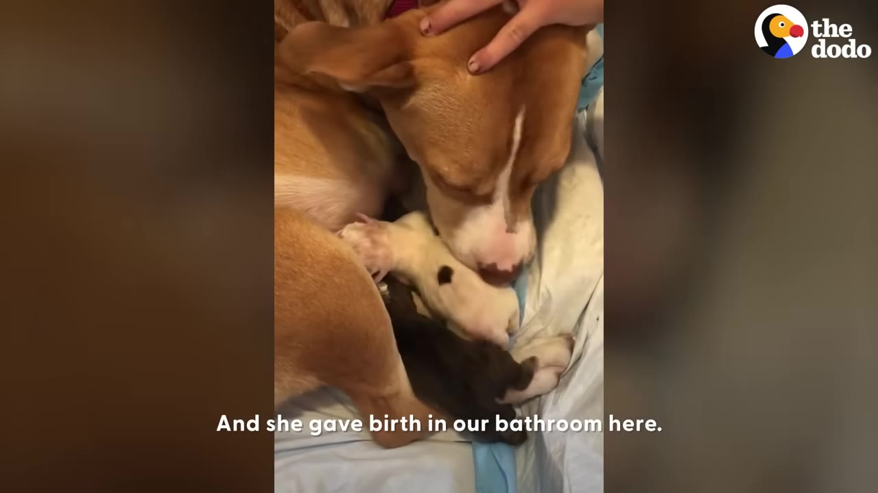 A tan and white dog lies on a blue pad on the floor, gently nuzzling her newborn puppies while a hand strokes her head.