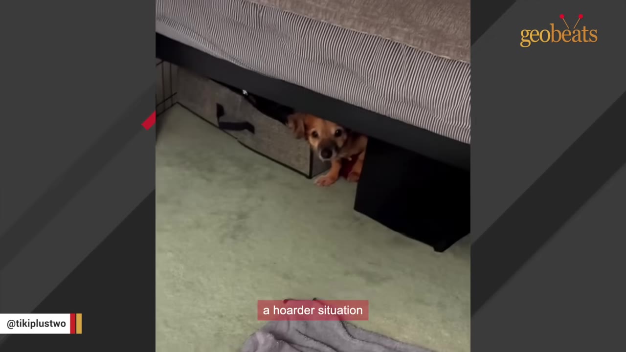 A small brown dog peeks out from hiding underneath a bed, looking frightened.