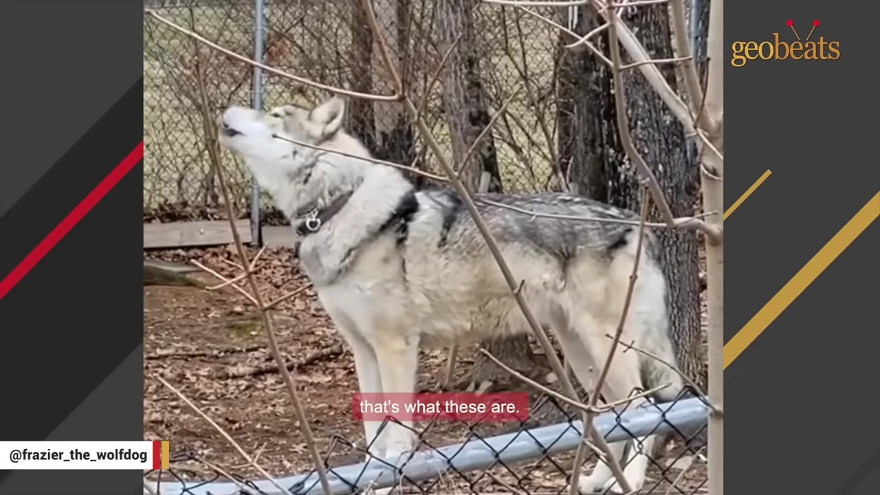 A wolfdog stands in a fenced outdoor enclosure, looking upwards with its mouth slightly open.