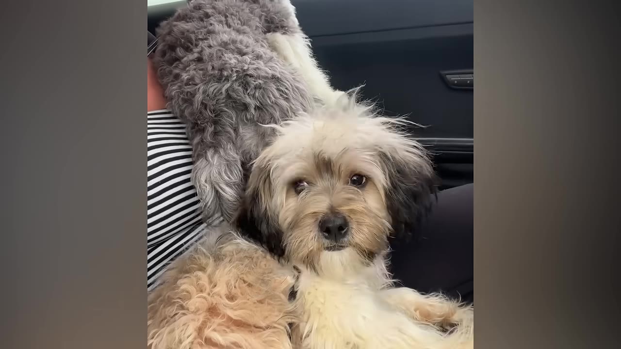 A small, fluffy, light-colored dog with dark ears sits on a passenger's lap inside a car, looking directly at the camera with wide, anxious eyes.
