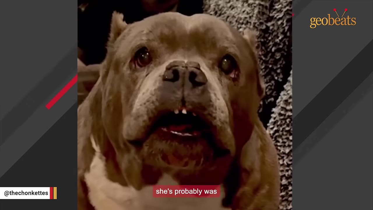 A close-up shot of a brown and white dog with an underbite, showing its front teeth as it looks directly at the camera.