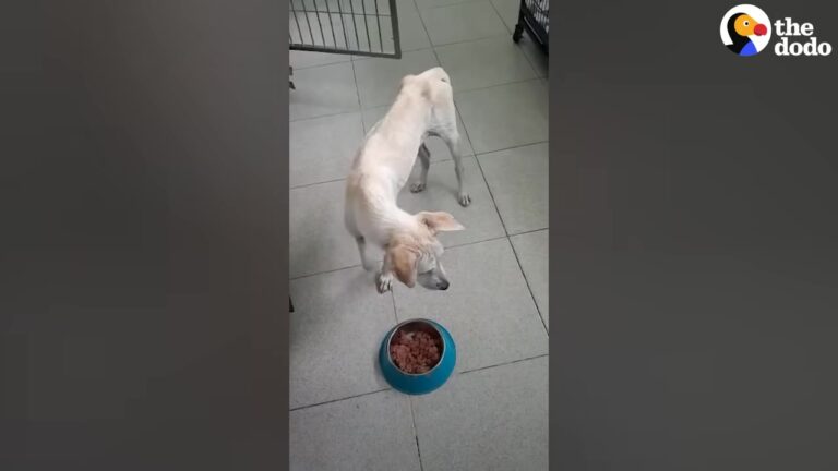 California Dog Was Found Barely Clinging To Life, But Two Weeks Of Love Revealed A Beautiful Miracle