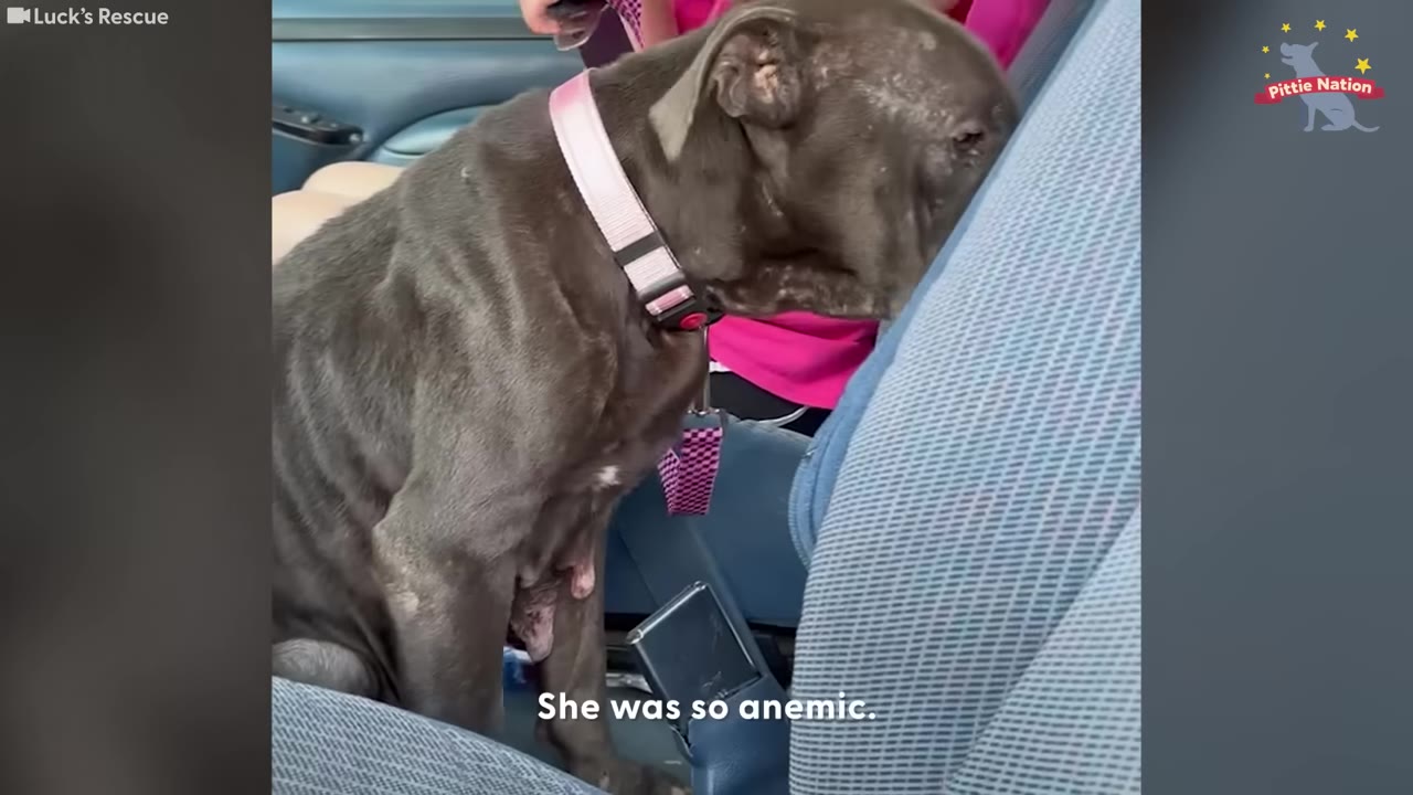 A thin, dark grey dog with a pink collar sits weakly in a car seat, looking down with its head resting against the seat back.
