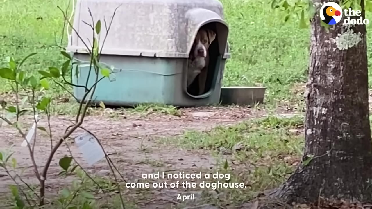 A tan and white dog peeks its head out of a plastic doghouse in a grassy yard.