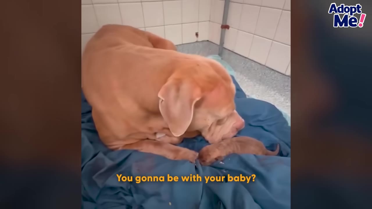 A large light brown dog lies on a blue blanket next to a single newborn puppy.