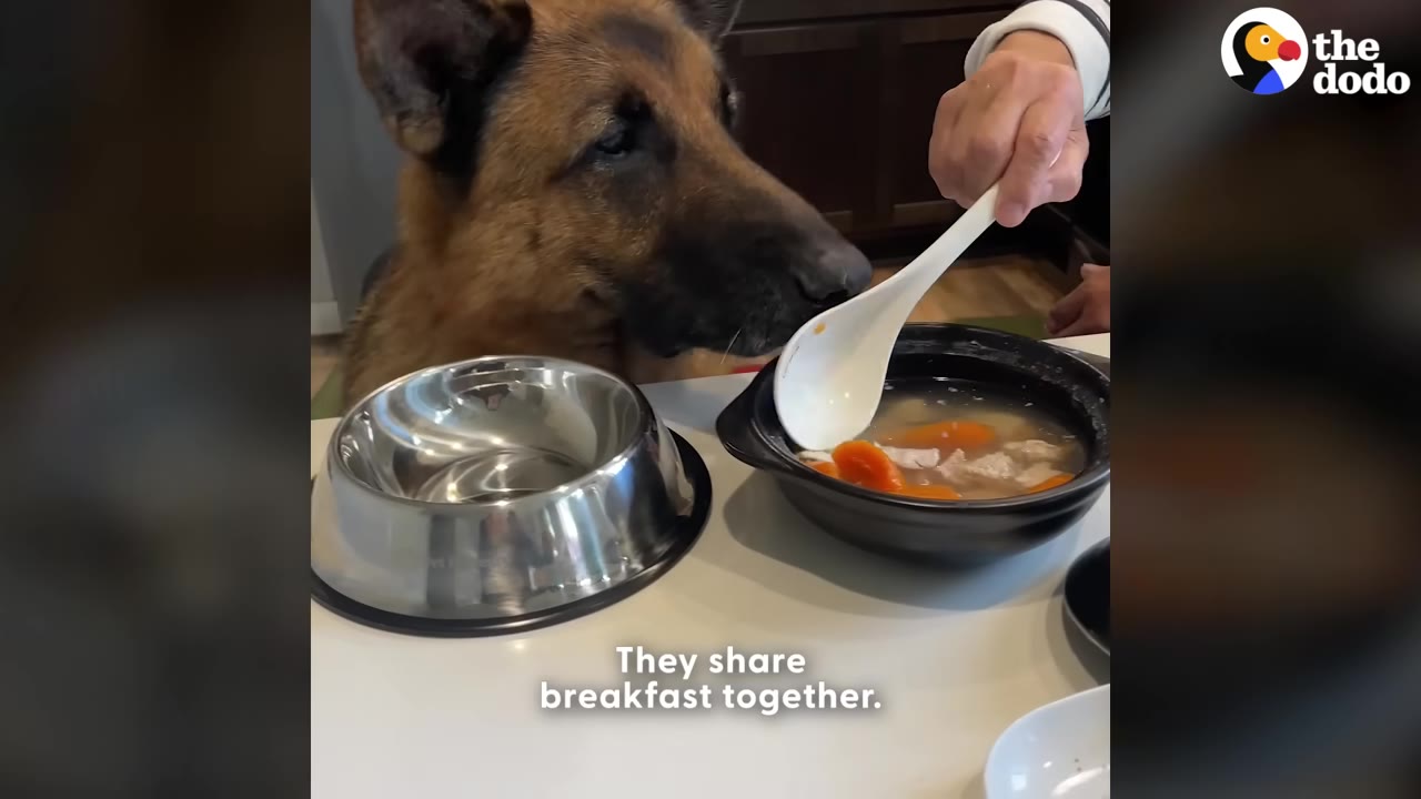 A German Shepherd dog watches closely as a person uses a white spoon to scoop soup with carrots from a black bowl next to a metal dog bowl, with the text 'They share breakfast together' overlaid.