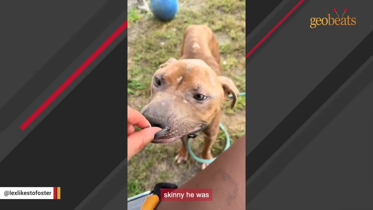 A close-up shot of a thin brown dog gently taking a treat from a person's hand, showing its sweet expression despite its skinny frame.