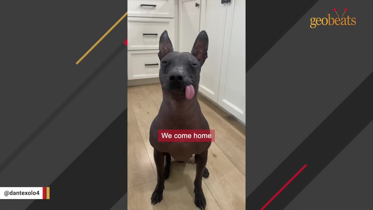 A hairless dog sits on a wooden floor in a kitchen, sticking its tongue out, with a text overlay that reads 'We come home'.