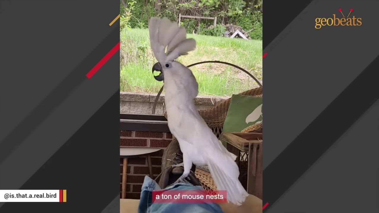 A white cockatoo with its crest fully raised stands on a person's foot outdoors, with a caption reading 'a ton of mouse nests'.