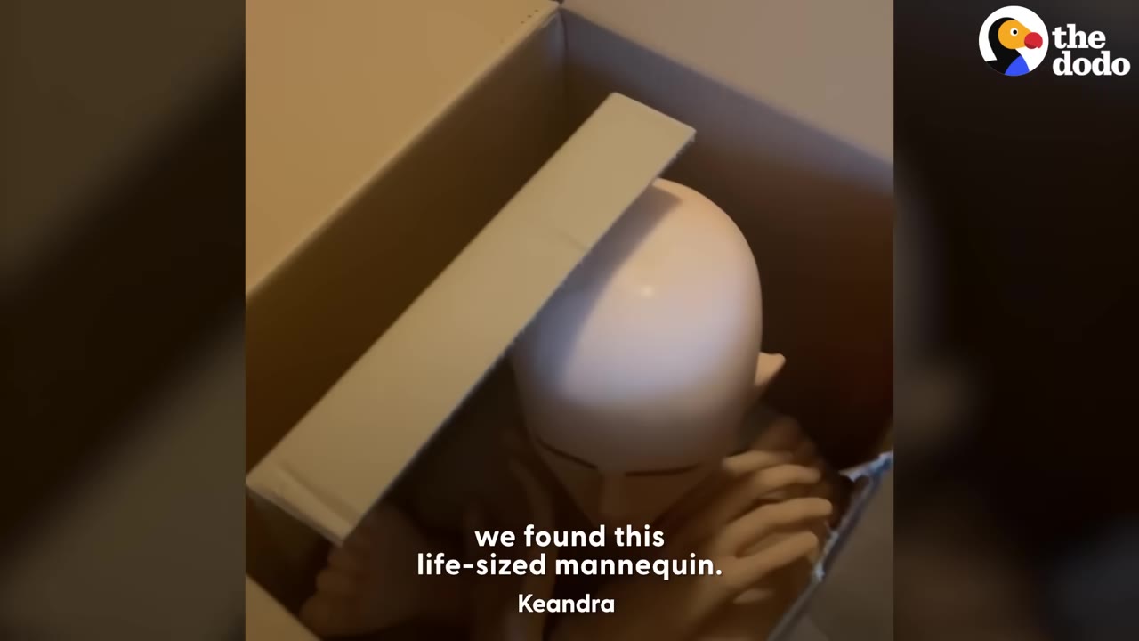 A bald mannequin head and hands visible inside a cardboard box.