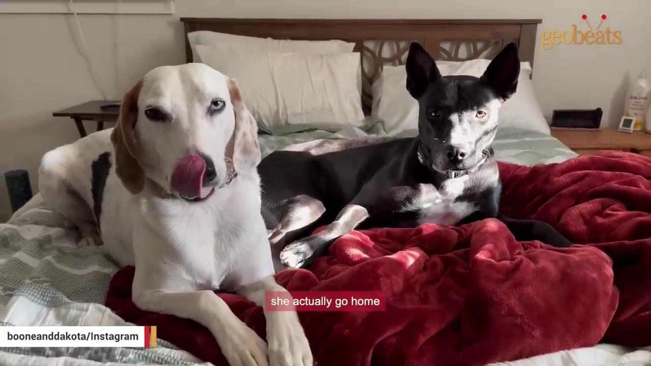 A white and brown dog and a black dog lie together on a bed with a red blanket.