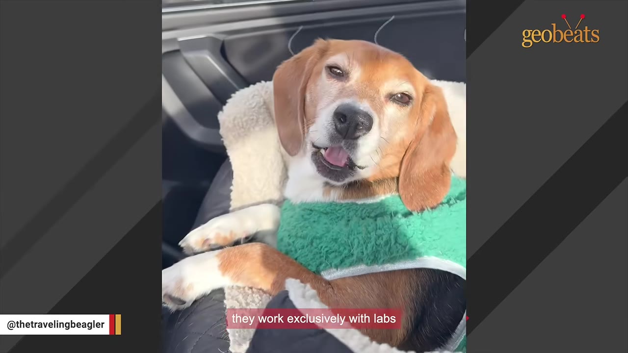 A close-up of a brown, black, and white beagle wearing a green fleece sweater, resting comfortably in a car seat.