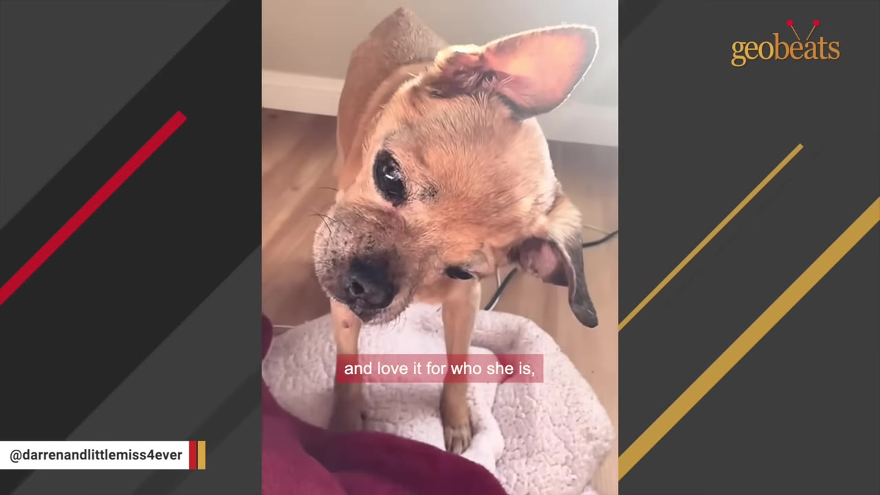 A close-up shot of a small tan dog with a pronounced head tilt, looking up with dark eyes while standing on a dog bed.