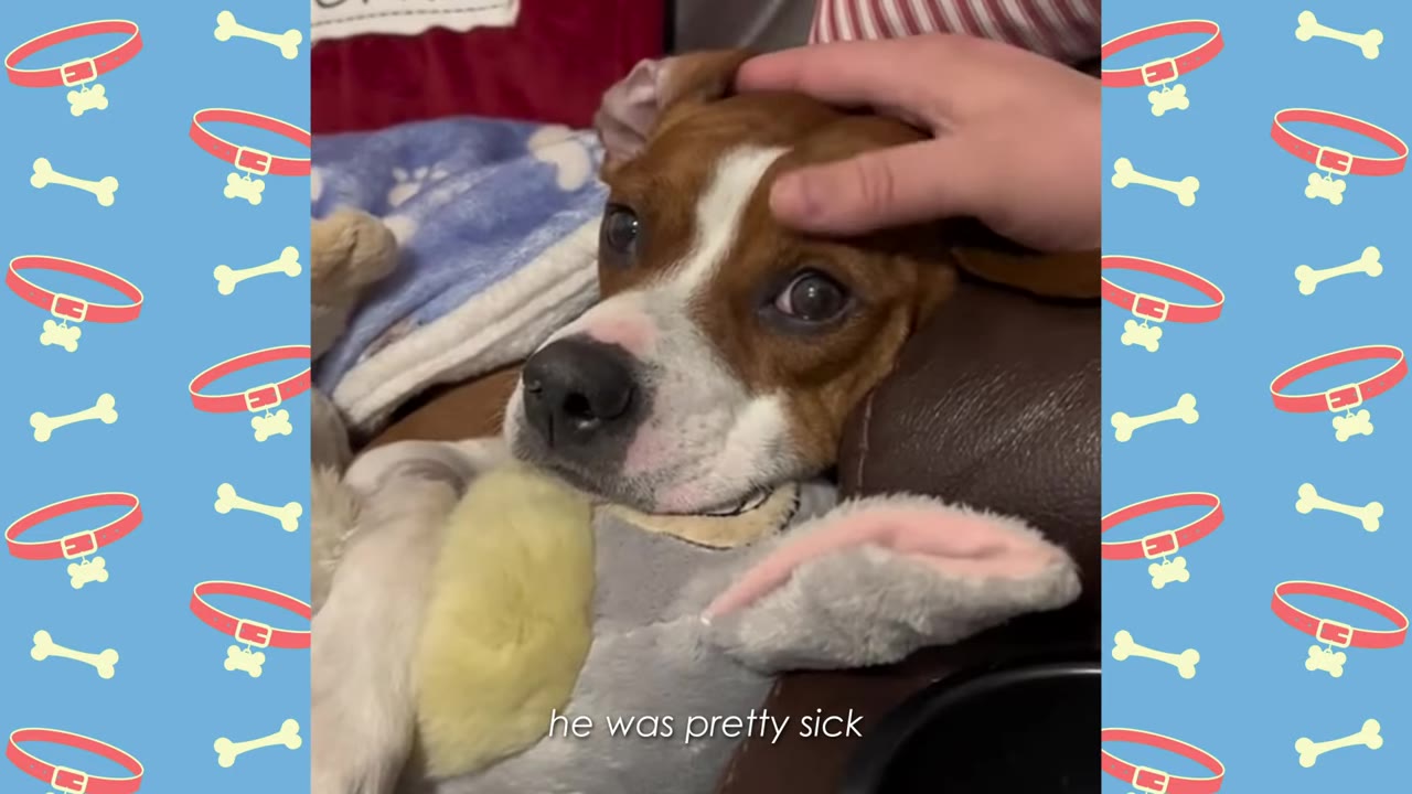A brown and white dog lying down with a sad expression while a hand gently pets his head, with the text 'he was pretty sick' on screen.