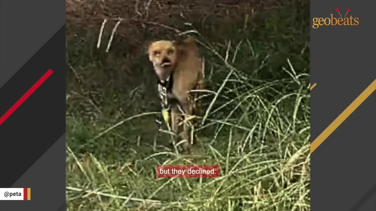 A small brown dog with a collar stands alert in tall green grass, looking directly at the camera.