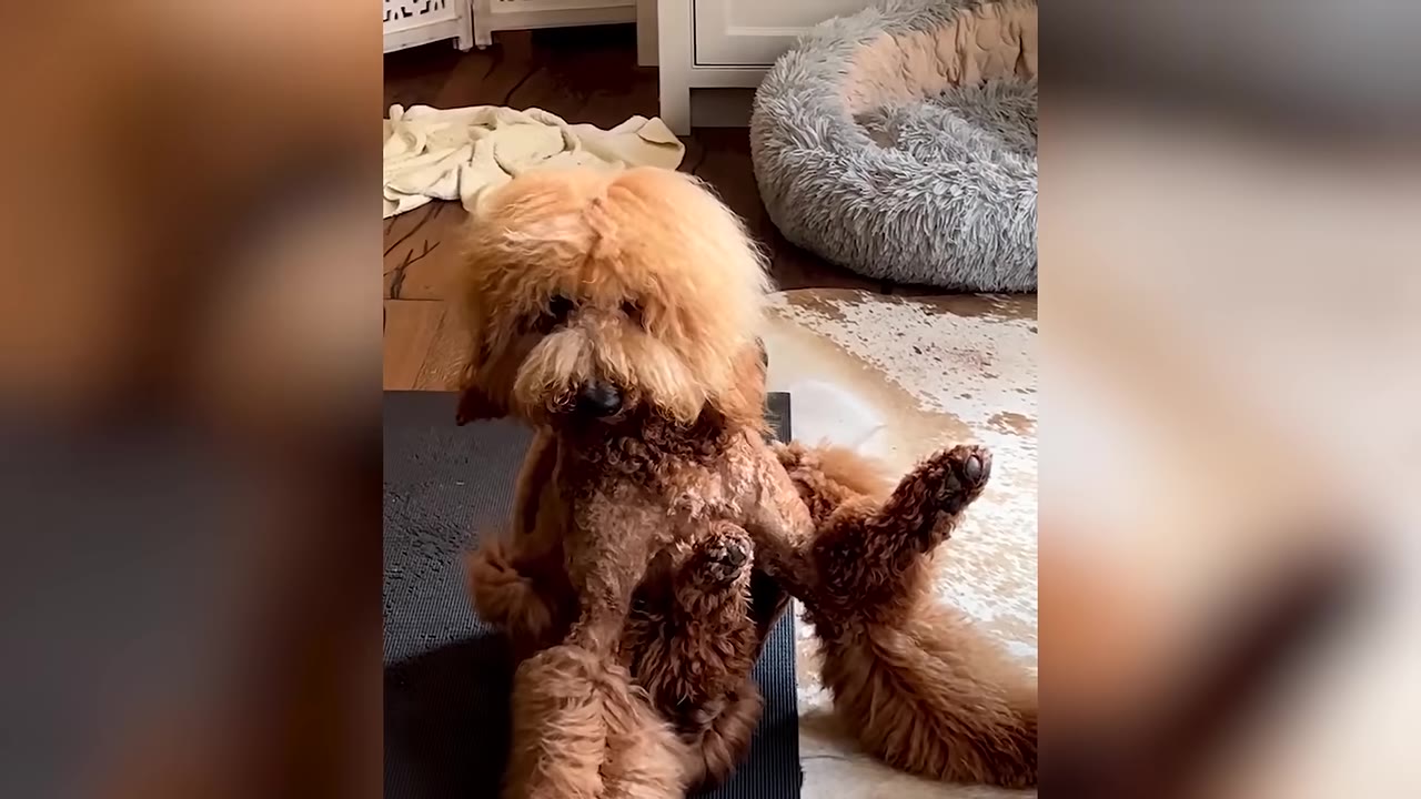 A fluffy brown dog sits in an unusual, unsteady position on a black mat inside a home, with a dog bed visible in the background.