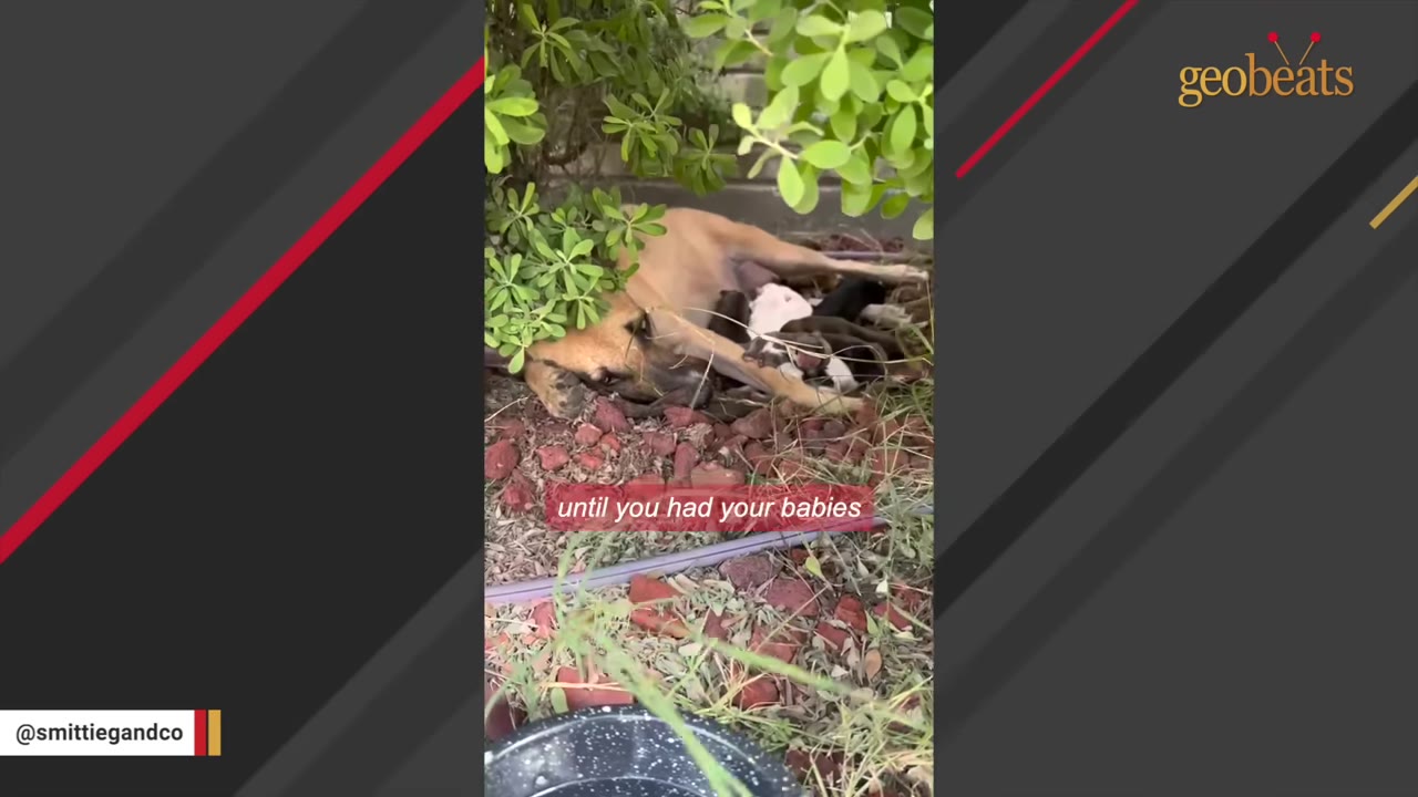 A brown dog lies nestled under green bushes on red mulch, nursing her newborn puppies.