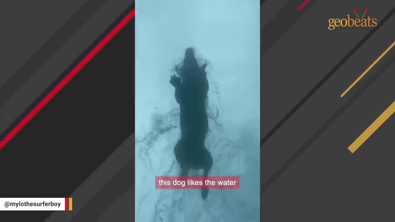An overhead view of a dark dog swimming in the water with a caption that reads 'this dog likes the water'.