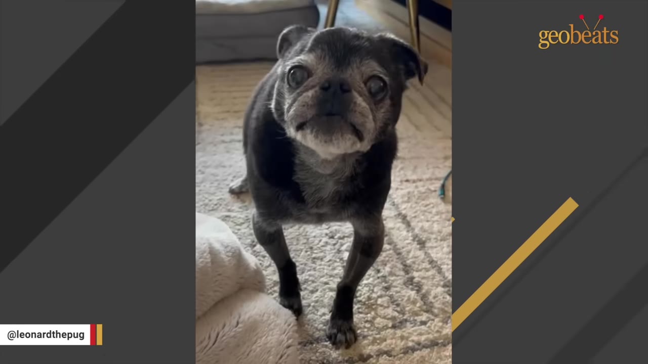 An older black pug with a graying face stands on a carpet, looking directly at the camera with a grumpy expression.