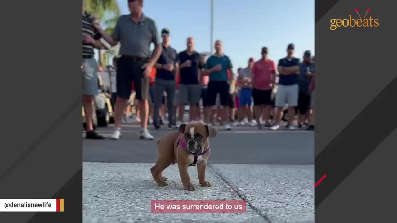 A small brown and white bulldog puppy wearing a purple harness stands on a paved surface with a crowd of people standing in the background.