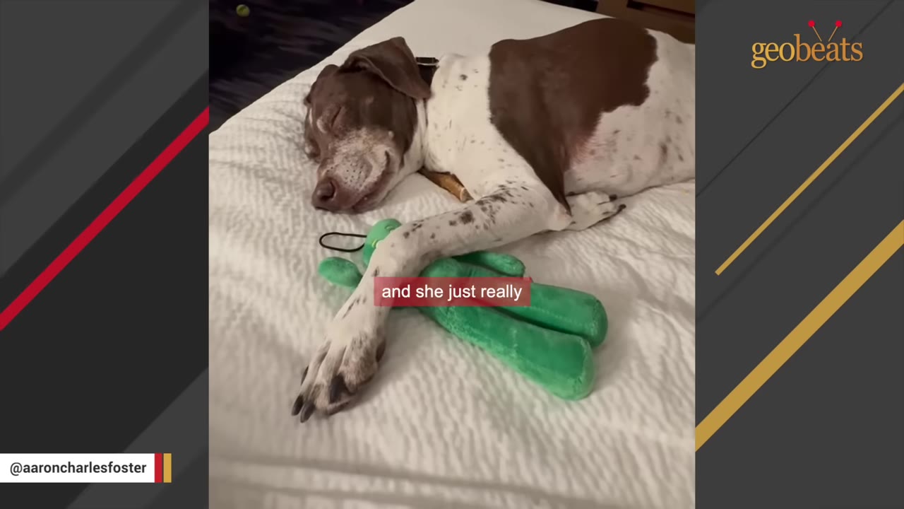 A brown and white dog sleeping peacefully on a white bed, hugging a green plush toy.