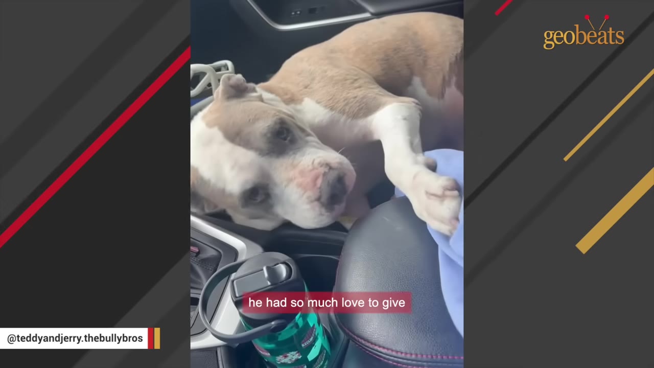 A brown and white pit bull mix lies in the passenger seat of a car, looking up affectionately at the driver.