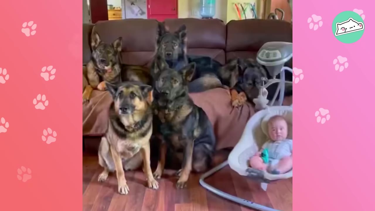 A baby sits in a bouncer next to five German Shepherd dogs sitting on and in front of a brown couch.