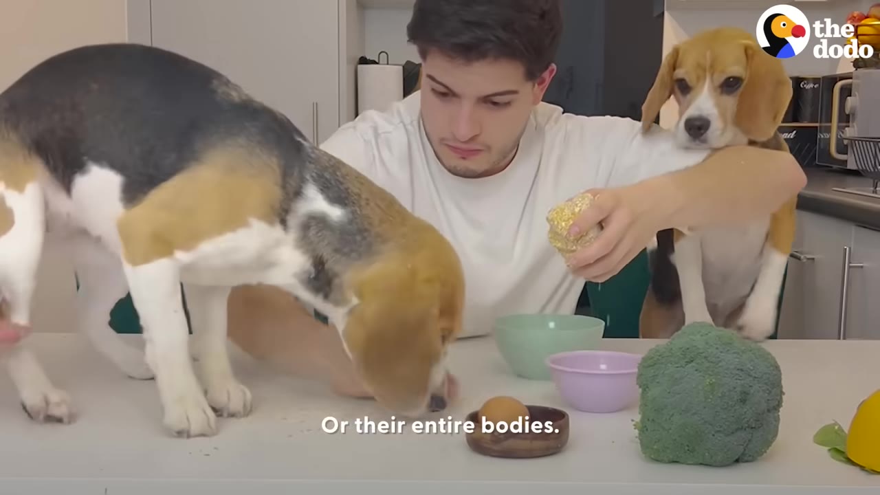 A man sitting at a table with two beagle dogs, one standing on the table sniffing the surface and the other sitting beside him.