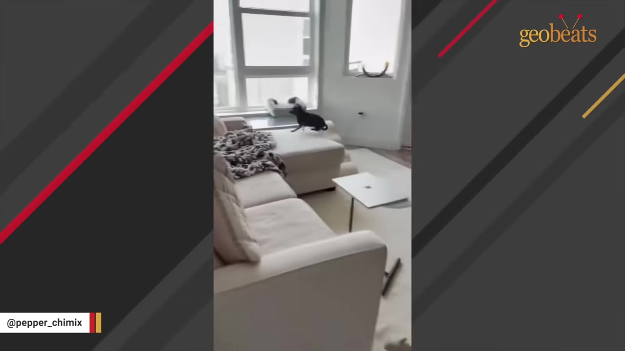 A small black dog leaps onto a white sectional sofa in a bright, modern living room.