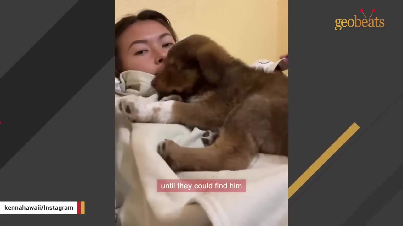 A young woman lies down with a fluffy brown puppy resting on her chest.