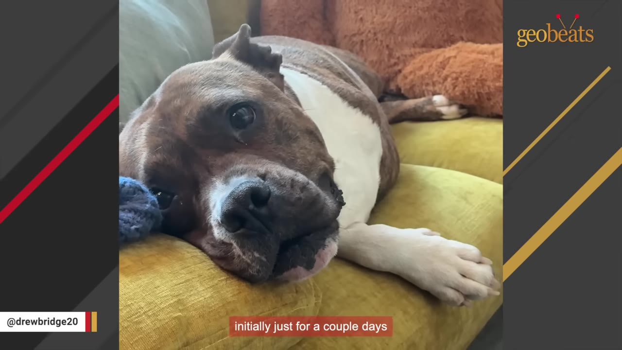 A brown and white dog with sad eyes lies quietly on a yellow couch.