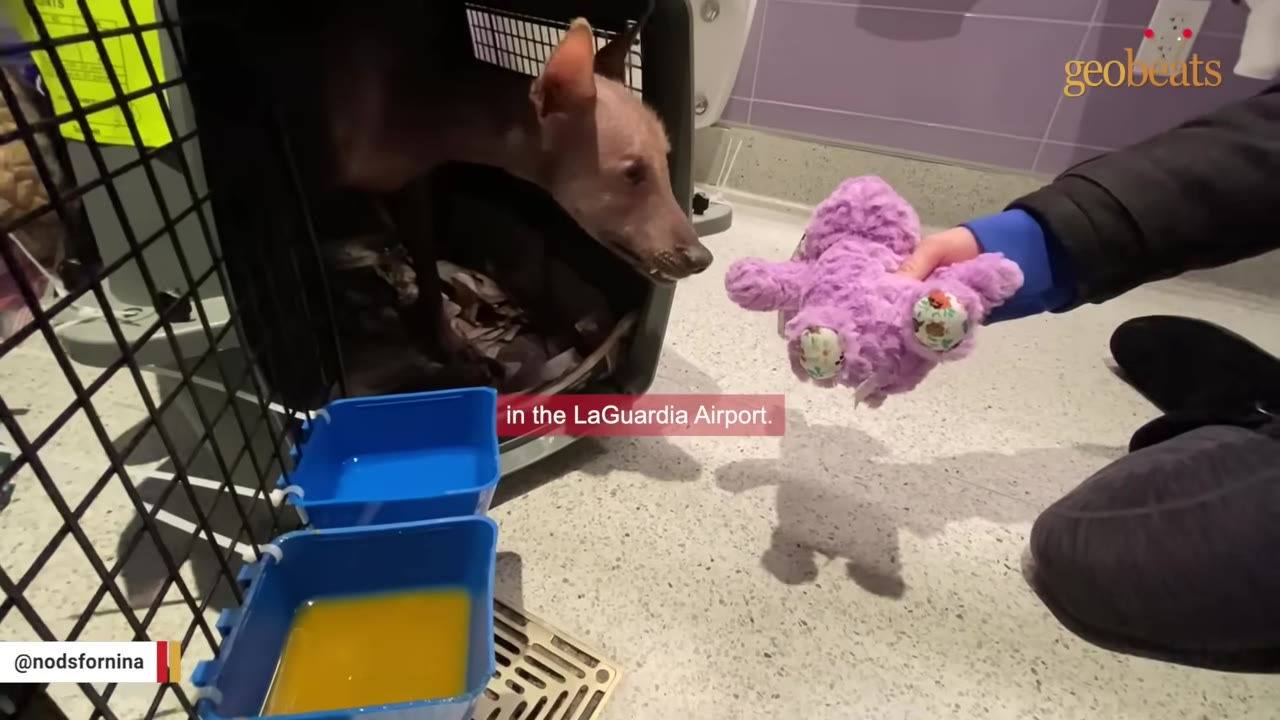 A hairless dog pokes its head out of a travel crate on a tiled restroom floor, looking towards a person holding a purple plush toy.