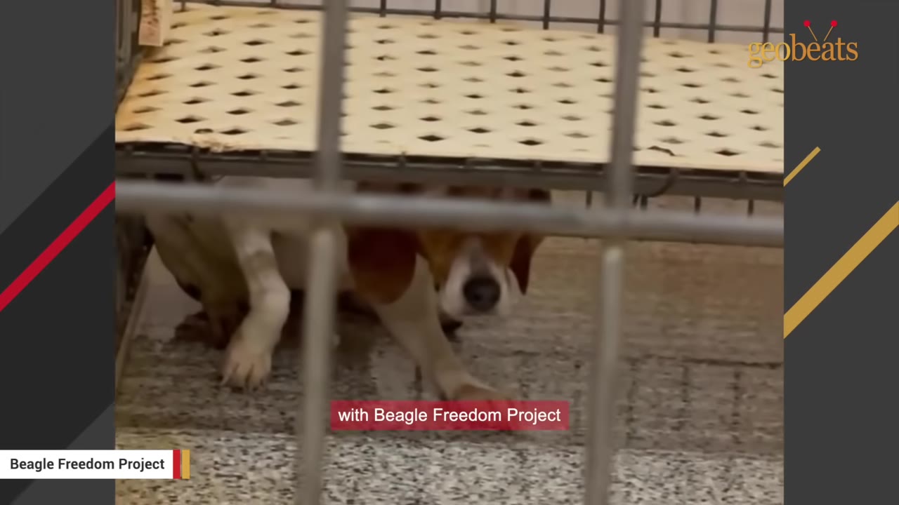 A brown and white beagle looking fearful and cowering inside a metal cage with a plastic grate floor.
