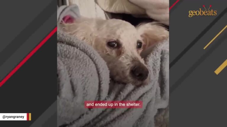 Senior Dog Was Dumped On Florida Streets After Years Of Breeding, Then One Strange New Experience Left Her Completely Confused