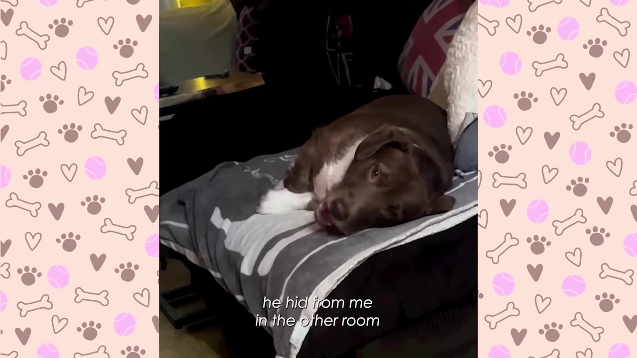 A brown and white dog curls up anxiously on a dark couch covered with a grey blanket, looking towards the camera with wide, timid eyes.