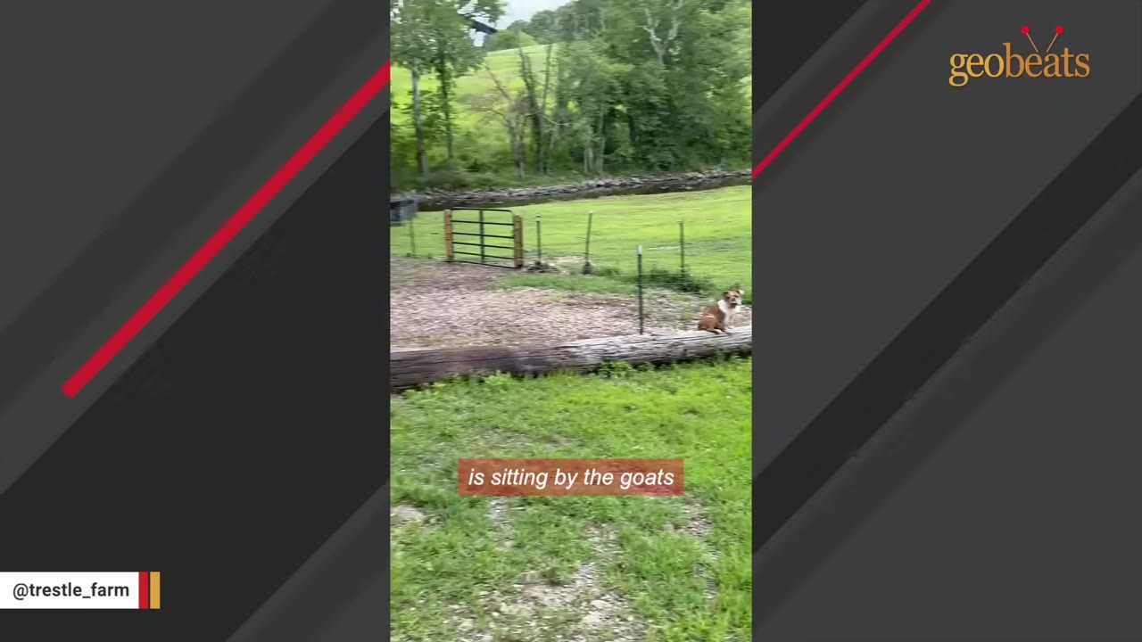 A small brown and white dog sitting on a large log in a grassy field near a fence.
