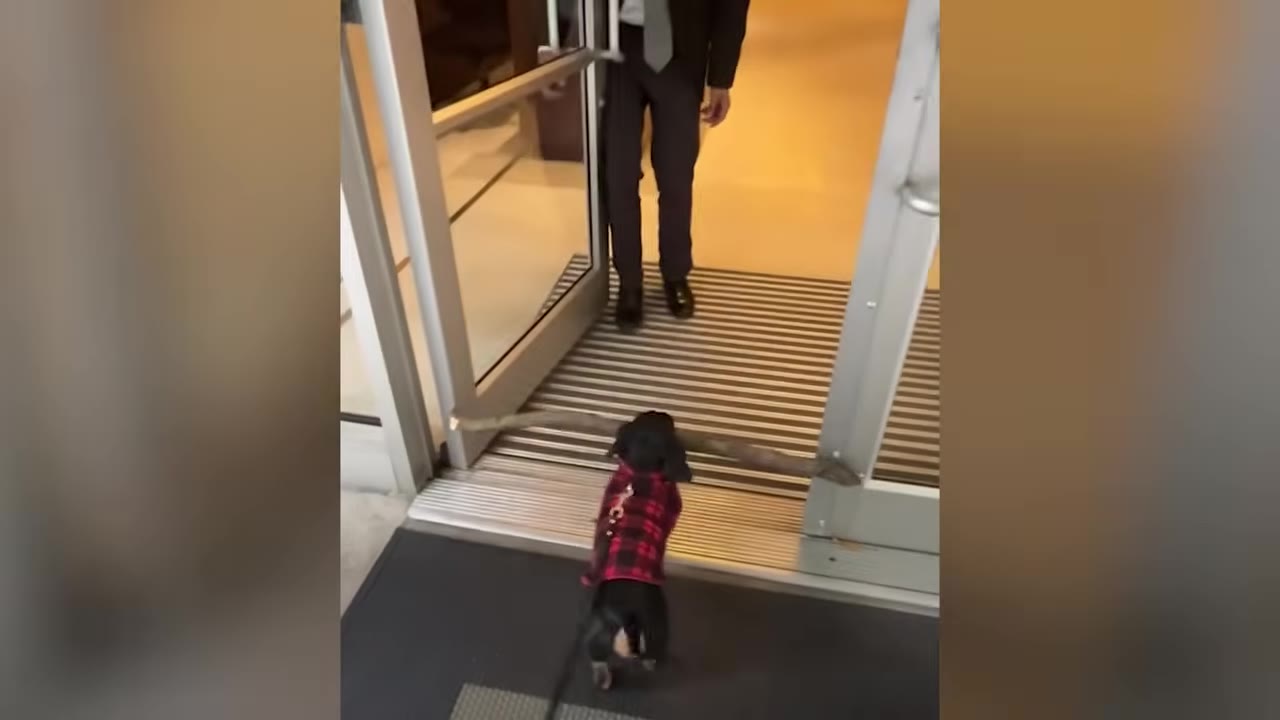 A small black dog wearing a red plaid coat carries a long stick in its mouth while walking through a glass doorway.