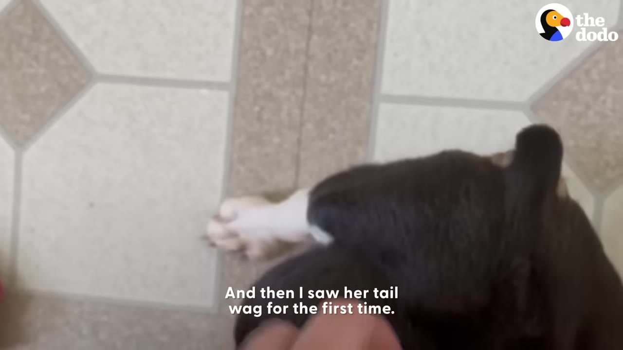 A close-up view of a small black and white puppy on a tiled floor with a person's hand gently touching it, accompanied by the subtitle 'And then I saw her tail wag for the first time.'