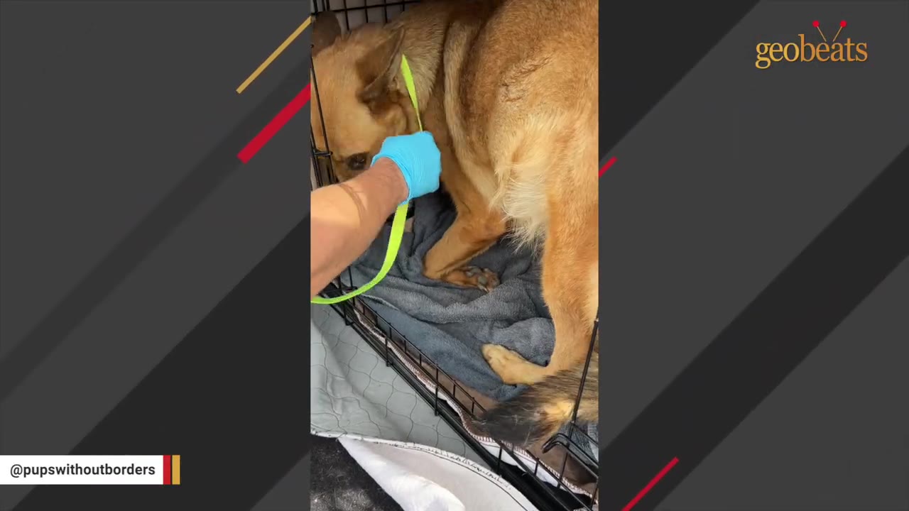 A person wearing a blue medical glove reaches into a wire crate to handle a brown dog with a green leash.